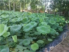 土工膜